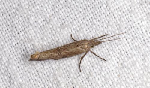 Réf. 265 901 : Ypsolopha horridella